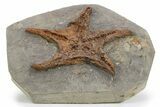 Upper Ordovician Fossil Starfish - Morocco #232759-2